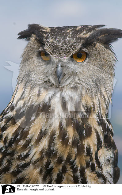 Eurasian eagle owl portrait / THA-02072