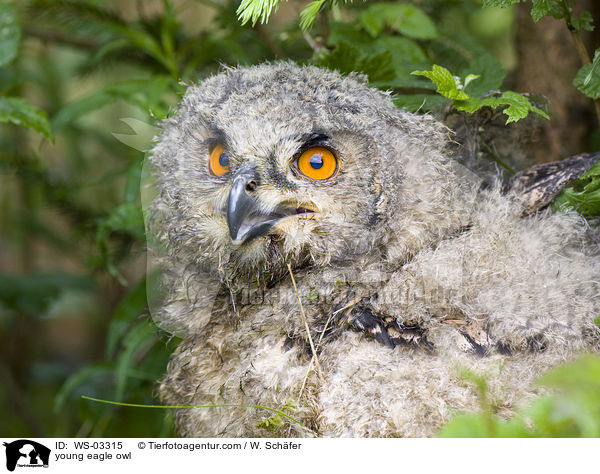 young eagle owl / WS-03315