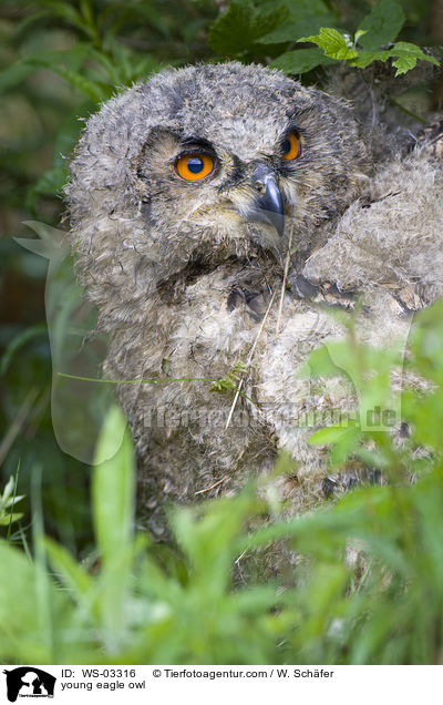 young eagle owl / WS-03316