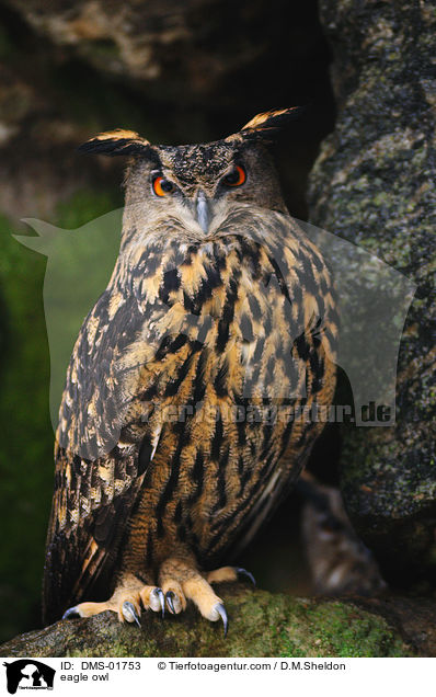 eagle owl / DMS-01753