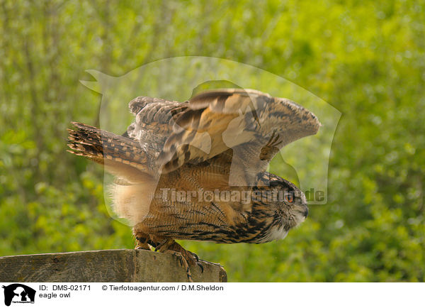 eagle owl / DMS-02171