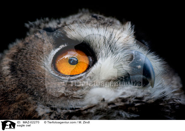 eagle owl / MAZ-02270