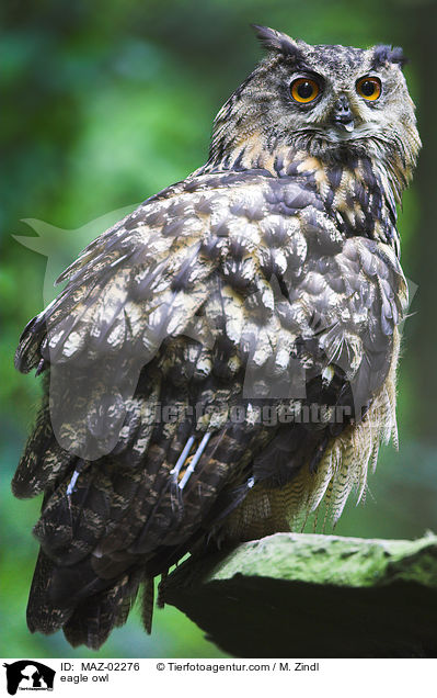 eagle owl / MAZ-02276