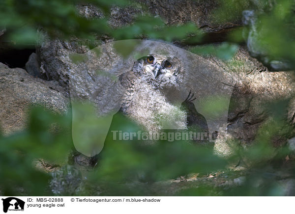 young eagle owl / MBS-02888