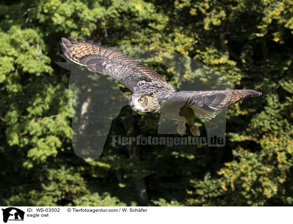 eagle owl / WS-03502
