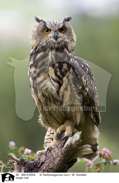 eagle owl / WS-03509