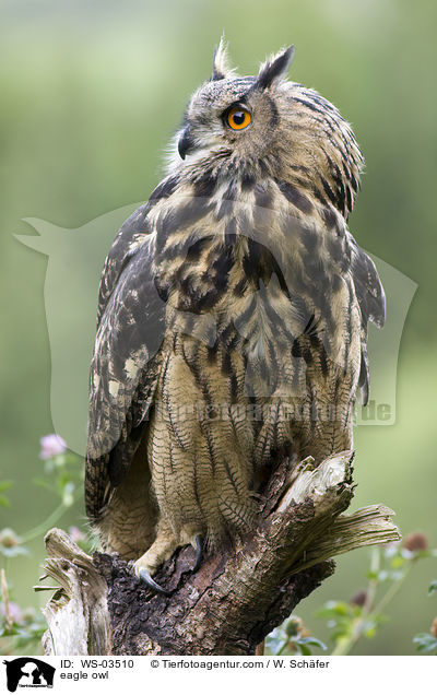 eagle owl / WS-03510