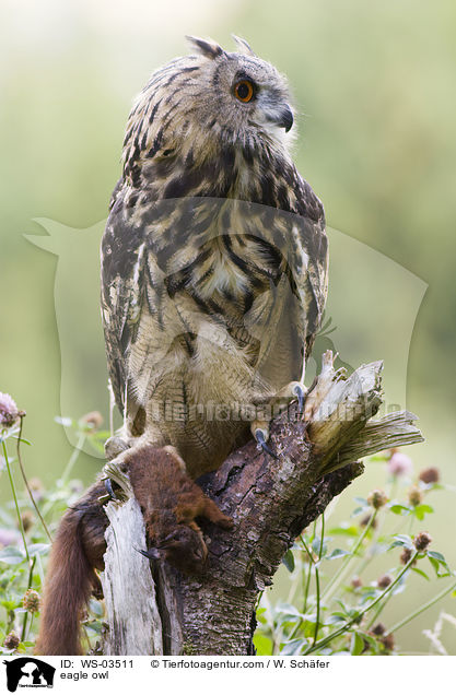 eagle owl / WS-03511