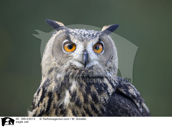 eagle owl / WS-03513