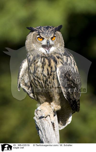 eagle owl / WS-03519