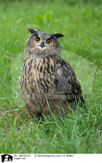 eagle owl / AB-02331