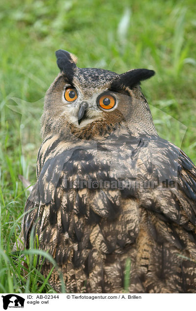 eagle owl / AB-02344