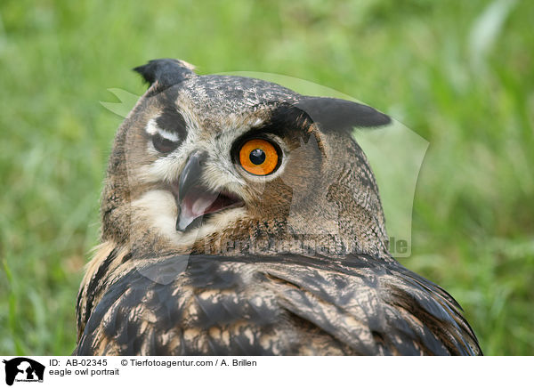 eagle owl portrait / AB-02345