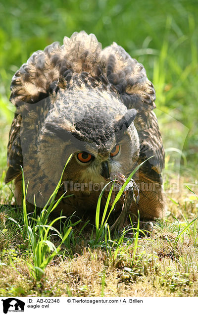 eagle owl / AB-02348