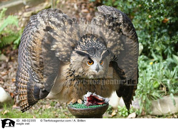 eagle owl / AB-02355