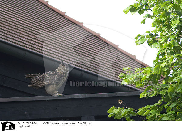 eagle owl / AVD-02541
