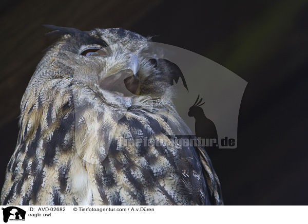 eagle owl / AVD-02682