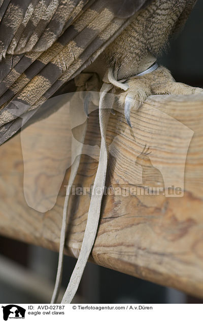 eagle owl claws / AVD-02787