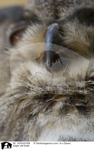 eagle owl beak / AVD-02788