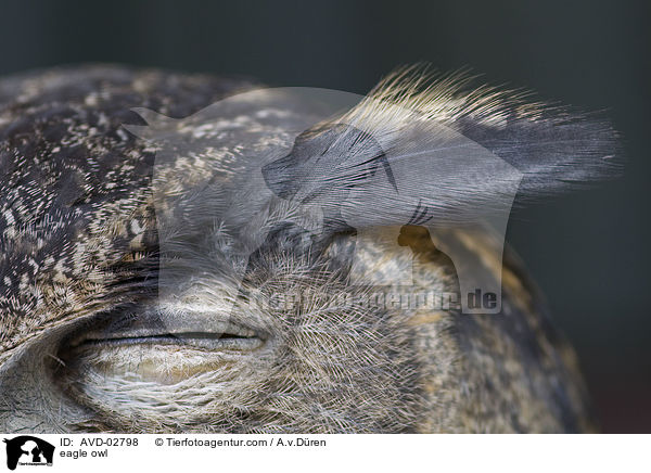 eagle owl / AVD-02798