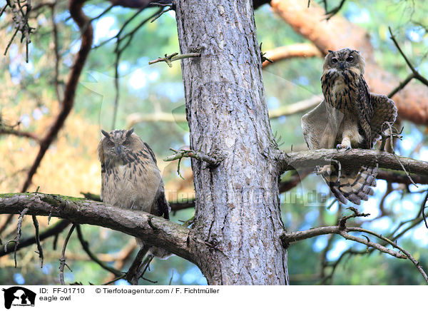 Uhu / eagle owl / FF-01710