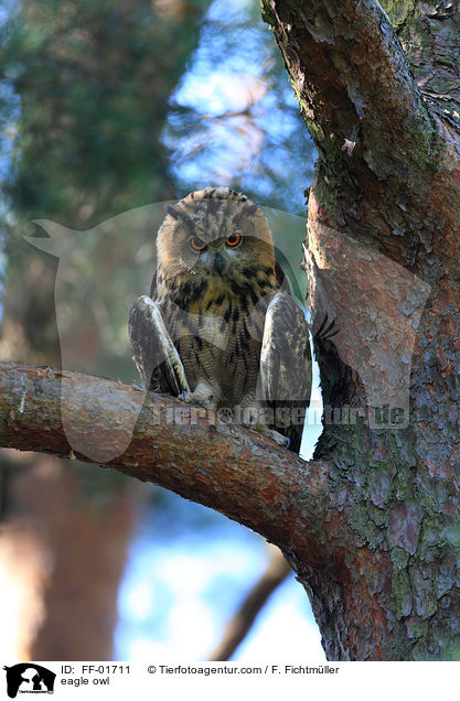Uhu / eagle owl / FF-01711