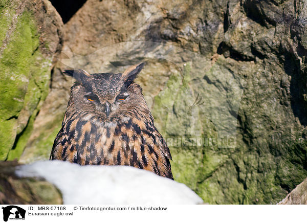 Eurasian eagle owl / MBS-07168