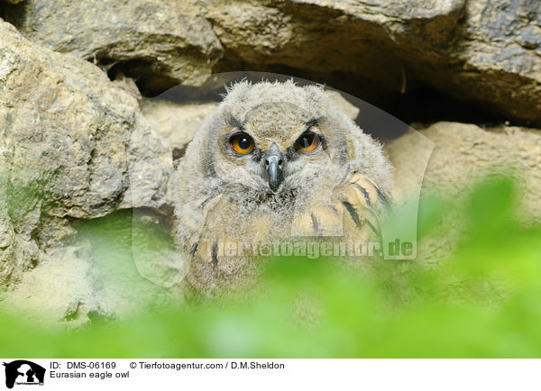 Eurasian eagle owl / DMS-06169