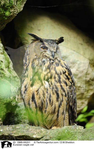 Eurasian eagle owl / DMS-06201