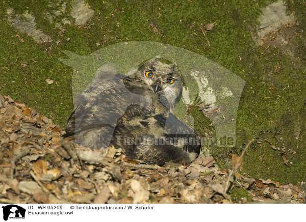 Eurasian eagle owl / WS-05209