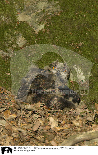 Eurasian eagle owl / WS-05210