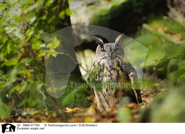 Eurasian eagle owl / DMS-07785