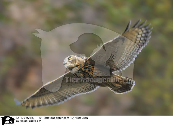 Eurasian eagle owl / DV-02757