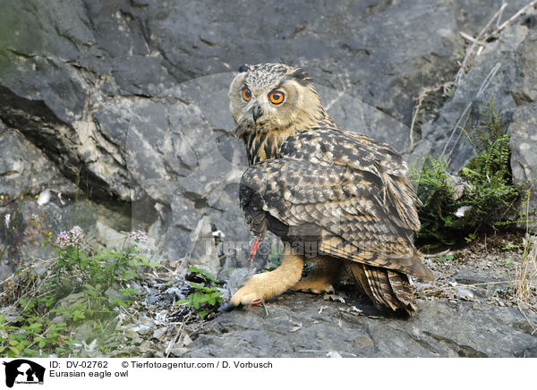 Eurasian eagle owl / DV-02762