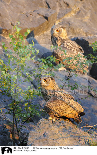 Eurasian eagle owls / DV-02764