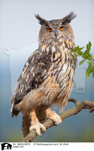 eagle owl / MAZ-03878