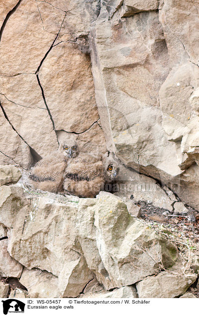 Eurasian eagle owls / WS-05457