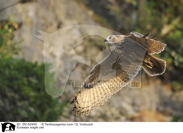Eurasian eagle owl / DV-02945