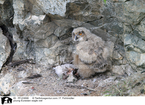young Eurasian eagle owl / FF-03896