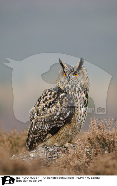 Eurasian eagle owl / FLPA-03357