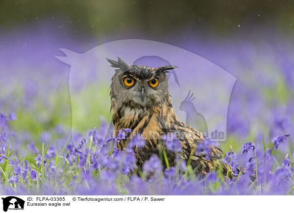 Eurasian eagle owl / FLPA-03365