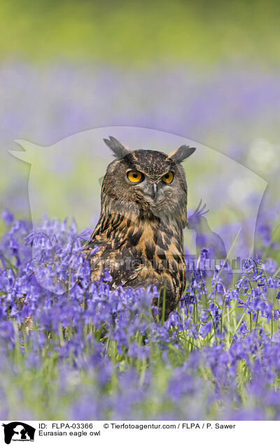Eurasian eagle owl / FLPA-03366