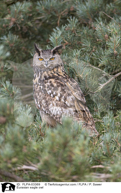 Uhu / Eurasian eagle owl / FLPA-03369