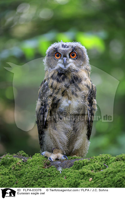 Eurasian eagle owl / FLPA-03376