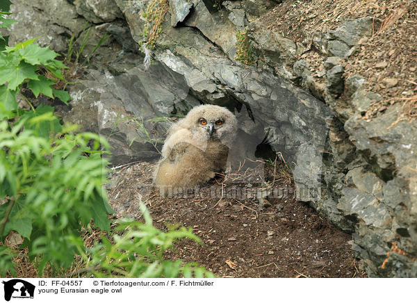 young Eurasian eagle owl / FF-04557