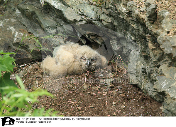 young Eurasian eagle owl / FF-04558