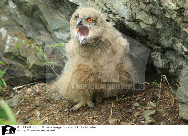 young Eurasian eagle owl / FF-04565
