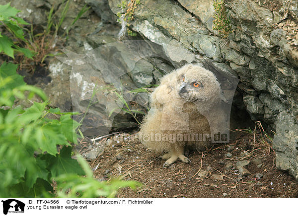 young Eurasian eagle owl / FF-04566