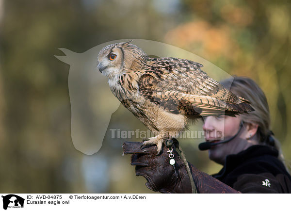Uhu / Eurasian eagle owl / AVD-04875