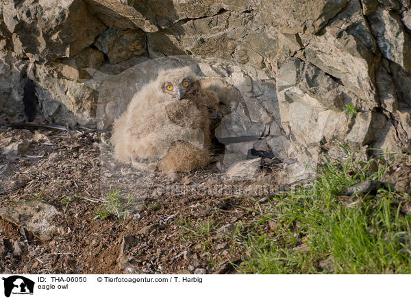 eagle owl / THA-06050